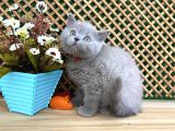 Süper Kalite 2 Aylık Lilac British Shorthair Yavrumuz Latte