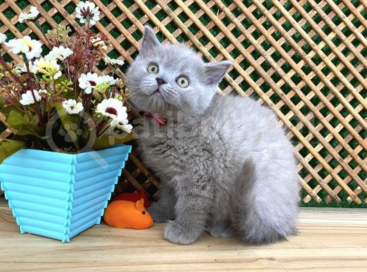 Süper Kalite 2 Aylık Lilac British Shorthair Yavrumuz Latte görsel