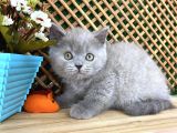 Süper Kalite 2 Aylık Lilac British Shorthair Yavrumuz Latte