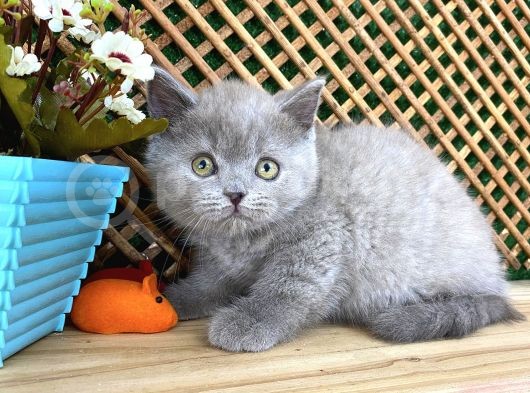Süper Kalite 2 Aylık Lilac British Shorthair Yavrumuz Latte görsel