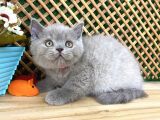 Süper Kalite 2 Aylık Lilac British Shorthair Yavrumuz Latte