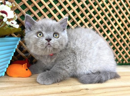 Süper Kalite 2 Aylık Lilac British Shorthair Yavrumuz Latte görsel