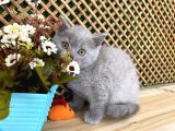 Süper Kalite 2 Aylık Lilac British Shorthair Yavrumuz Latte