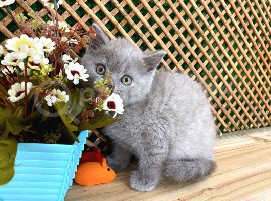 Süper Kalite 2 Aylık Lilac British Shorthair Yavrumuz Latte görsel