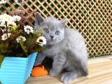 Süper Kalite 2 Aylık Lilac British Shorthair Yavrumuz Latte