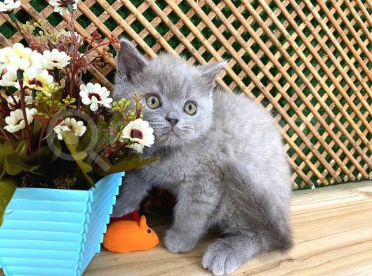 Süper Kalite 2 Aylık Lilac British Shorthair Yavrumuz Latte görsel