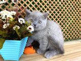 Süper Kalite 2 Aylık Lilac British Shorthair Yavrumuz Latte