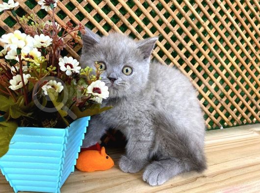 Süper Kalite 2 Aylık Lilac British Shorthair Yavrumuz Latte görsel