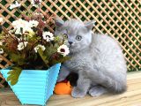 Süper Kalite 2 Aylık Lilac British Shorthair Yavrumuz Latte