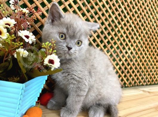 Süper Kalite 2 Aylık Lilac British Shorthair Yavrumuz Latte