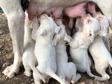 Cesur Çakılın Çocukları