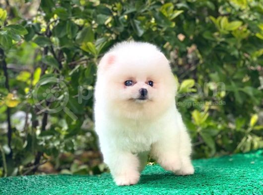 Yakışıklı Pomereanian Boo görsel