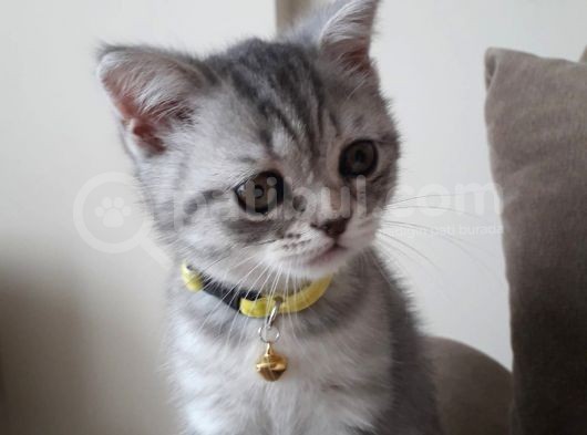 Yavru British Shorthair görsel