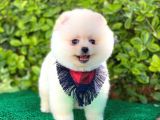 Yakışıklı Pomeranian Boo