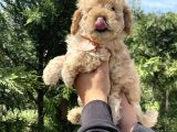 Bebek Surat Toy Poodle Bebekler