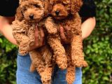 Şov Kalite Red Toy Poodle