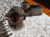 2 Yavru Kedi