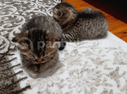 2 Yavru Kedi görsel