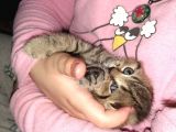 2 Yavru Kedi