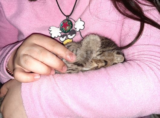 2 Yavru Kedi görsel