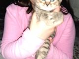 2 Yavru Kedi