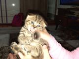 2 Yavru Kedi