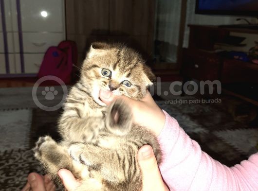 2 Yavru Kedi görsel