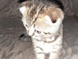 2 Yavru Kedi