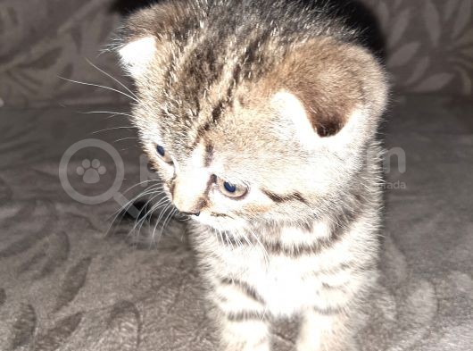 2 Yavru Kedi görsel