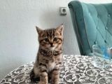 2 Yavru Kedi