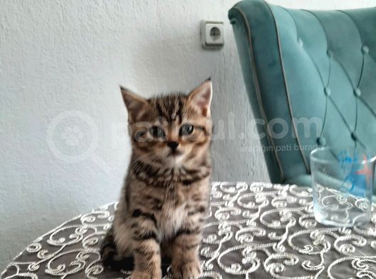2 Yavru Kedi görsel