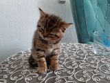 2 Yavru Kedi