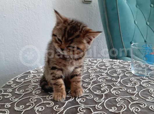 2 Yavru Kedi görsel