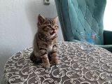 2 Yavru Kedi