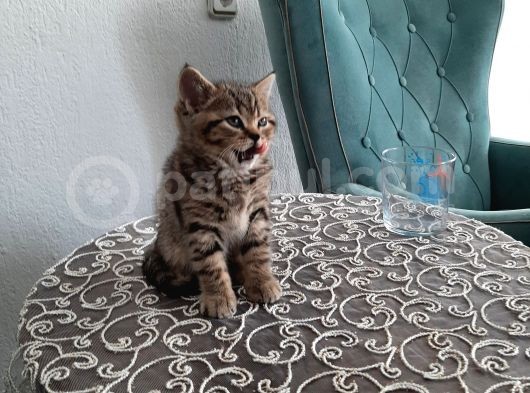 2 Yavru Kedi görsel