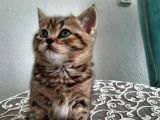 2 Yavru Kedi
