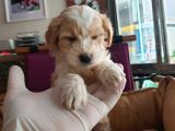 Maltipoo F1 Kalite