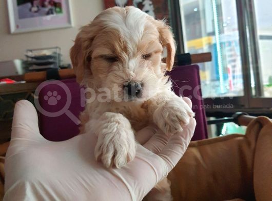 Maltipoo F1 Kalite