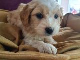 Maltipoo F1 Kalite