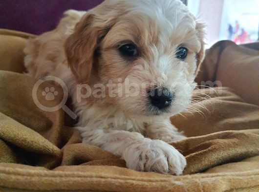 Maltipoo F1 Kalite görsel