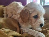 Maltipoo F1 Kalite