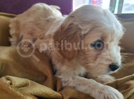 Maltipoo F1 Kalite görsel