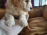 Maltipoo F1 Kalite