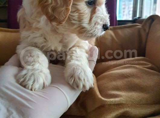 Maltipoo F1 Kalite görsel