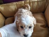 Maltipoo F1 Kalite