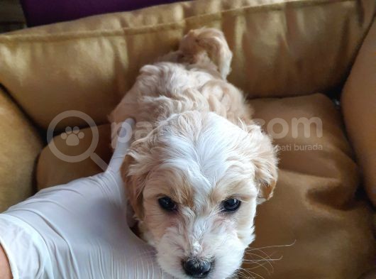 Maltipoo F1 Kalite görsel