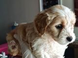Maltipoo Yavrularımız