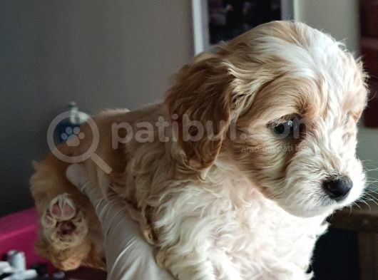 Maltipoo Yavrularımız