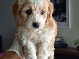 Maltipoo Yavrularımız