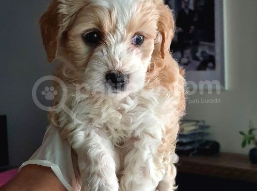 Maltipoo Yavrularımız görsel